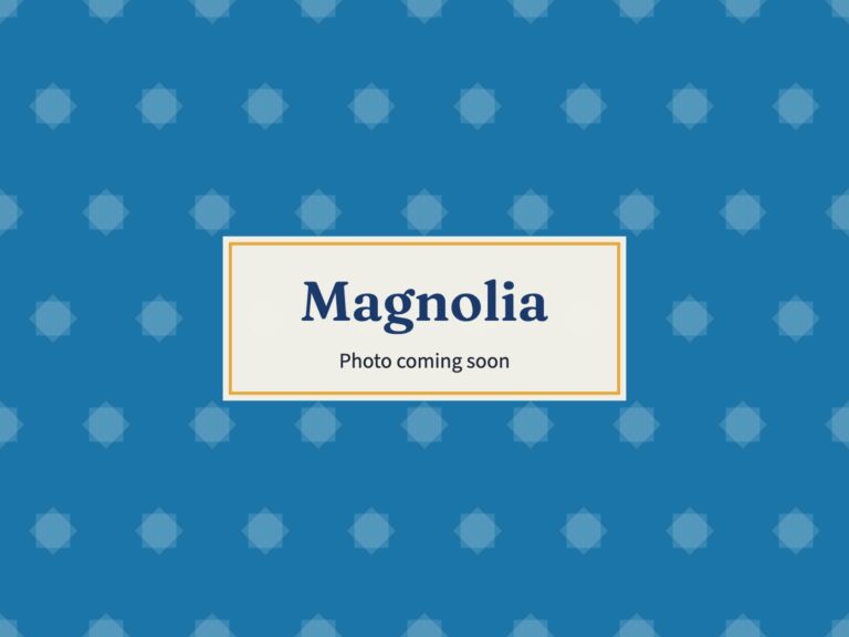 Placeholder: Magnolia